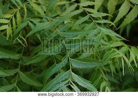 Azadirachta Indica, Commonly Known As Neem, Nimtree Or Indian Lilac
