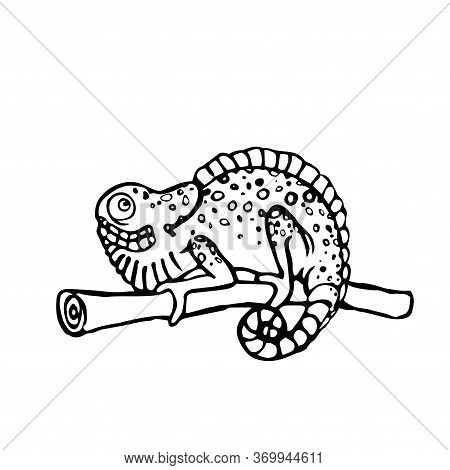 Spotted Chameleon Sitting On A Branch Vector Illustration With Black Lines Isolated On White Backgro