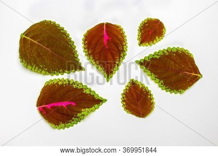 Colorful Coleus Leaf On White Background,abstract Background