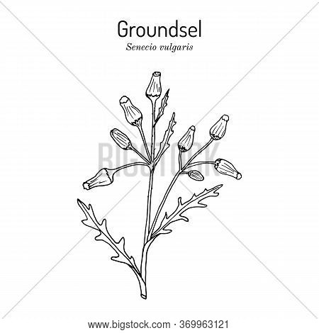 Groundsel Senecio Vulgaris , Medicinal Plant. Hand Drawn Botanical Vector Illustration