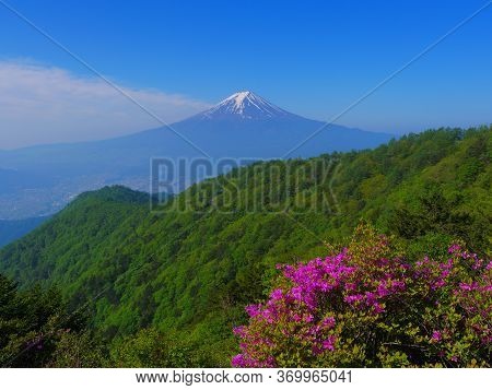 Honey Azalea From Mitsutoge Mountain And Mt. Fuji In Early Summer 06/05/2020