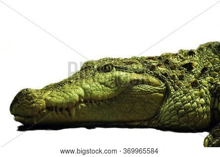 The Big Head Of Mugger Crocodile (crocodylus Palustris = 