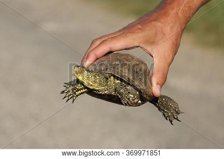 The European Pond Turtle (emys Orbicularis) Is Held In Man Hand