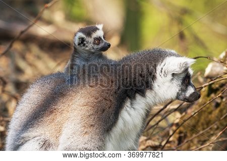 Portrait Of Lemuriformes - Lemur In The Park,