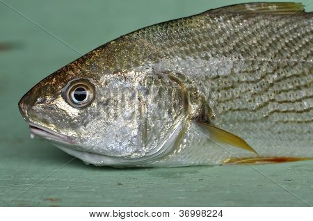 Croaker
