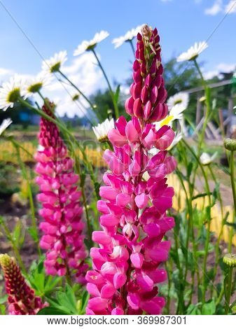 Delphinium Elatum, Delphinium Menziesii. Pink Flowers Blooming In The Meadow On A Green Grass Backgr