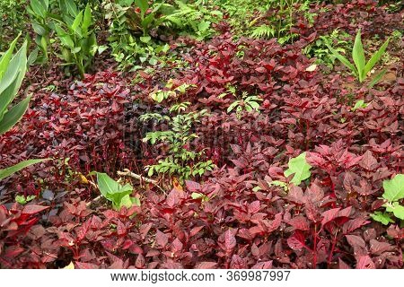 Cordyline Fruticosa Evergreen Flowering Plant, Asparagaceae. Red Plant Is Of Great Cultural Importan