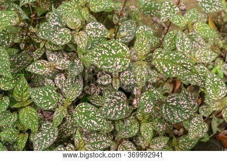 Hypoestes Phyllostachya With Pink Spotted Leaves In Tropical Jungle, Bali Island In Indonesia.close 