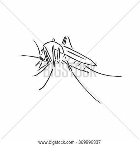 Hand Sketch Mosquito. Vector Illustration, Mosquito, Vector Sketch Illustration