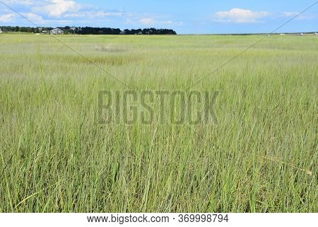 Beautiful Spring Day With Marsh Grass On A Tidal Flat.