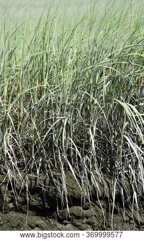 Long Reeds Of Grass Growing Out Of A Tidal Marsh.