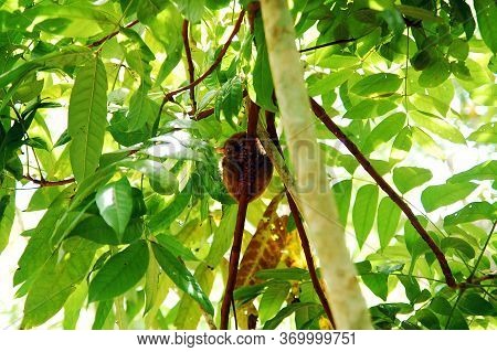 Bohol, Ph - Sept 1 - Tarsier Primate Sleeping At Tree During Daytime On September 1, 2015 In Bohol, 