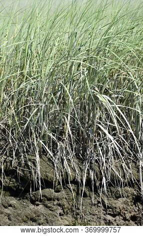 Long Grass Growing Out Of A Tidal Marsh In The Spring.