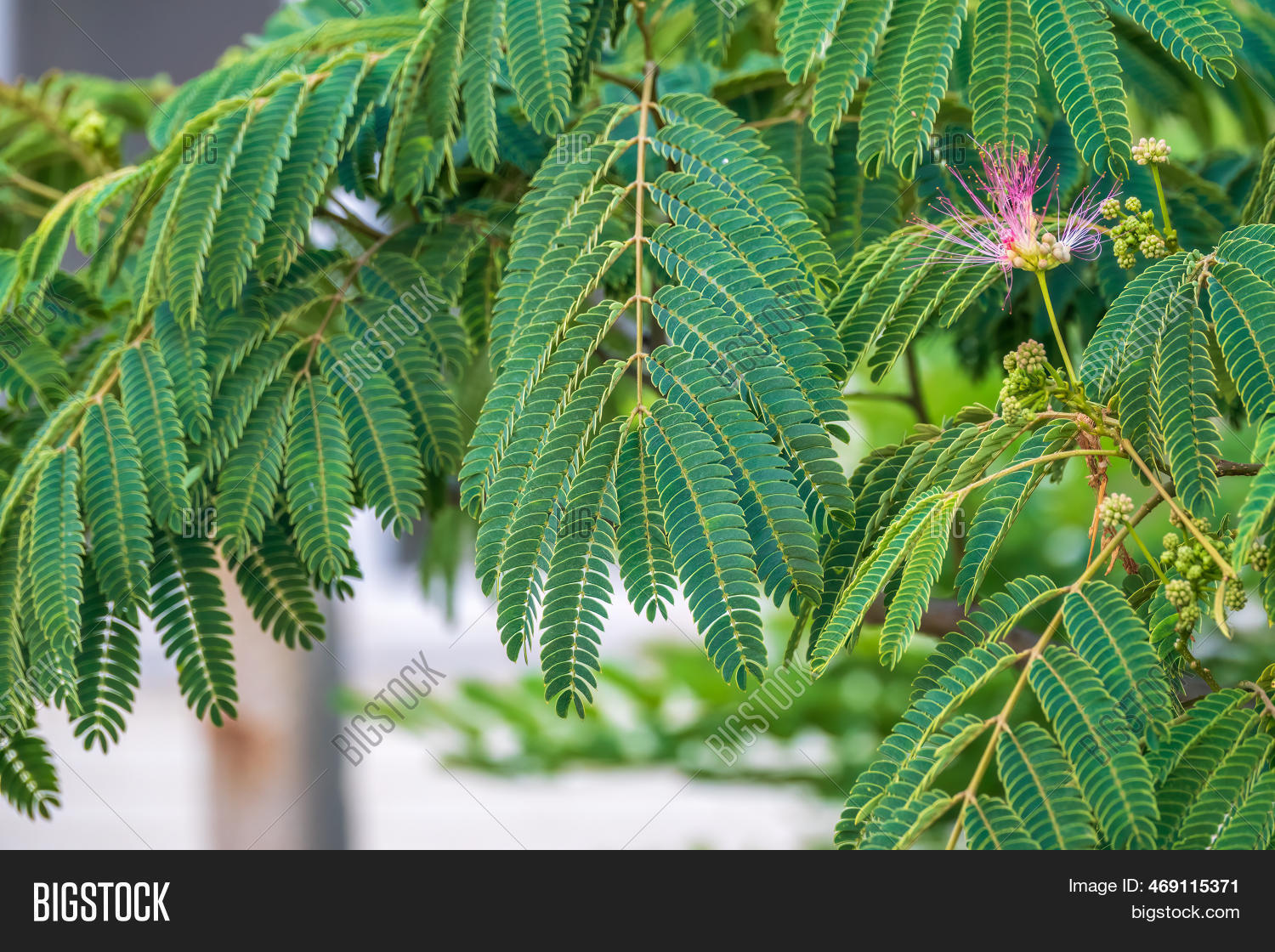 Close Mimosa Tree Image & Photo (Free Trial) Bigstock