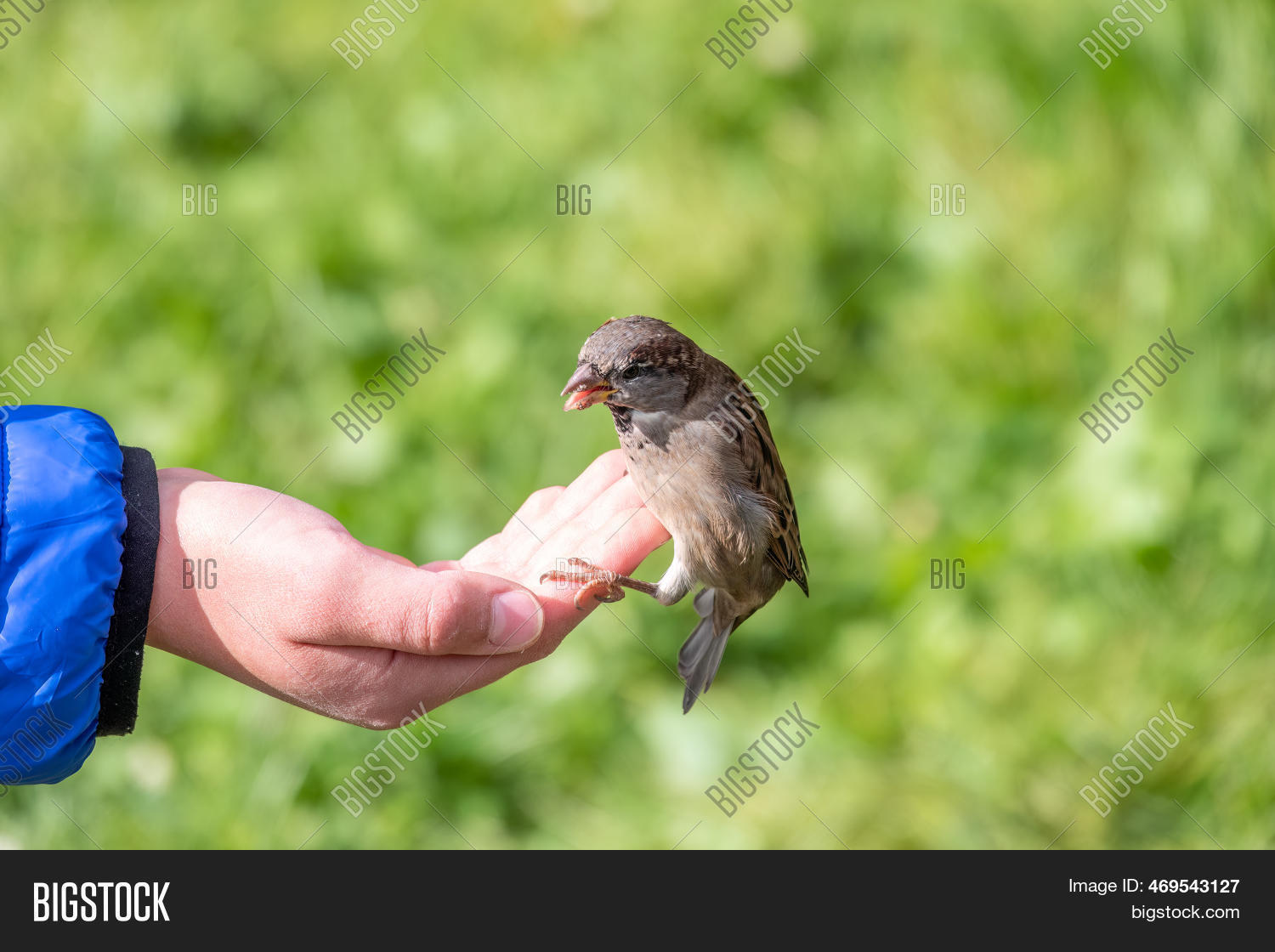 Boy Feeds Birds Seeds Image & Photo (Free Trial) Bigstock
