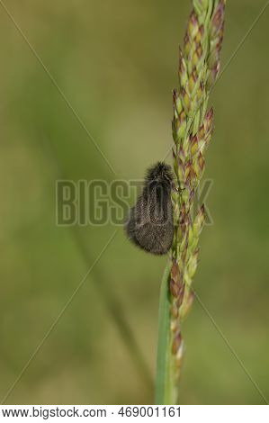 Natural Vertical Closeup On A Male Of The Rare , Black Round-winged Bagworm Micro Moth, Epichnopteri