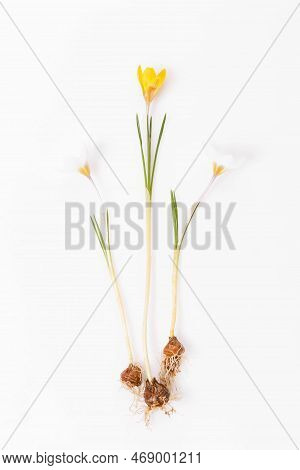 Early Spring Flower White Crocus, Crocus Tommasinianus, The Entire Plant With Root And Bulb On White