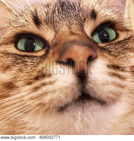 Close-up Portrait Of Cute Red Cat Looking At Camera.