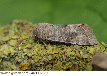 Detailed Natural Closeup On A The Brown Colored Clouded Drab Owlet Moth, Orthosia Incerta