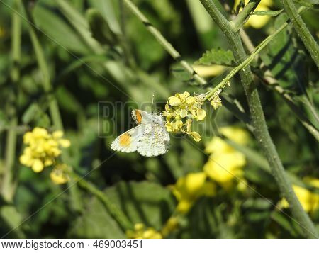 A Falcate Orangetip Butterfly Collecting Nectar From A Black Mustard Flower In San Simeon, San Luis 
