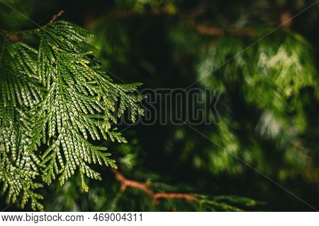 Close-up At Green Thuja Plicata Needles. Branch Of Western Red Cedar