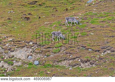 Svalbard Reindeer Feeding On The Tundra Vegetation In The Svalbard Islands In Norway