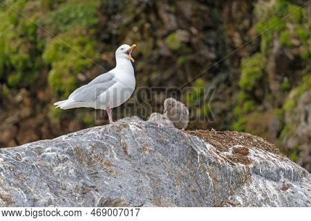 Glaucous Gull With Chicks In Its Nest In The Svalbard Islands In Norway