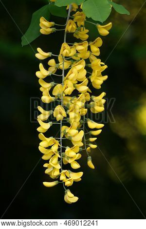 Laburnum Anagyroides Details Of The Flowers From Common Laburnum In Spring