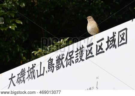 A Female Daurian Redstart Perched On A Sign That Says 'wildlife Sanctuary' In Japanese.