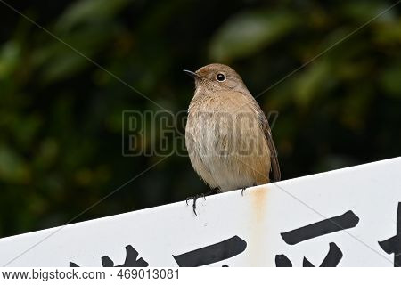 A Female Daurian Redstart Perched On A Sign That Says 'wildlife Sanctuary' In Japanese.
