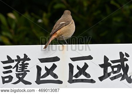 A Female Daurian Redstart Perched On A Sign That Says 'wildlife Sanctuary' In Japanese.