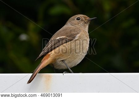 A Female Daurian Redstart Perched On A Sign That Says 'wildlife Sanctuary' In Japanese.