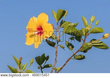 Hibiscus Brackenridgei Flower On Plant In Summer On Blue Clear Sky