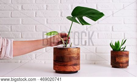 Woman Gardener Planting Monstera Albo Houseplant In Pot, Home Interior. Female Hands Holding Monster