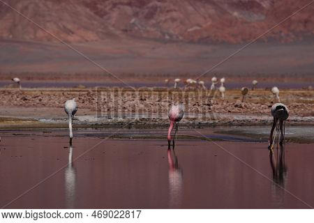 Flamingos In The Laguna Carachi Pampa Biosphere Reserve, Catamarca, Argentina. High Quality Photo