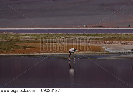 Flamingos In The Laguna Carachi Pampa Biosphere Reserve, Catamarca, Argentina. High Quality Photo