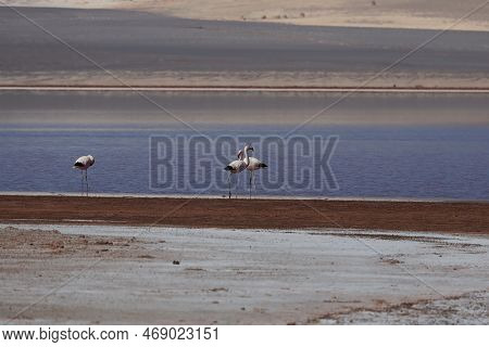 Flamingos In The Laguna Carachi Pampa Biosphere Reserve, Catamarca, Argentina. High Quality Photo