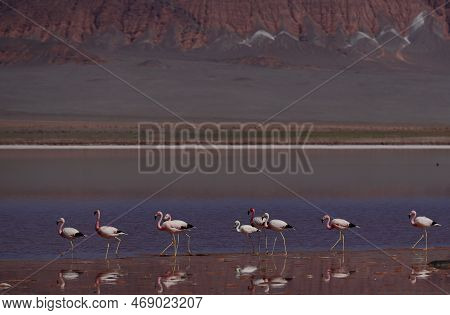 Flamingos In The Laguna Carachi Pampa Biosphere Reserve, Catamarca, Argentina. High Quality Photo