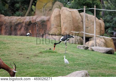 The Saddle-billed Stork Or Saddlebill,ephippiorhynchus Senegalensis, A Large Wading Bird In The Stor