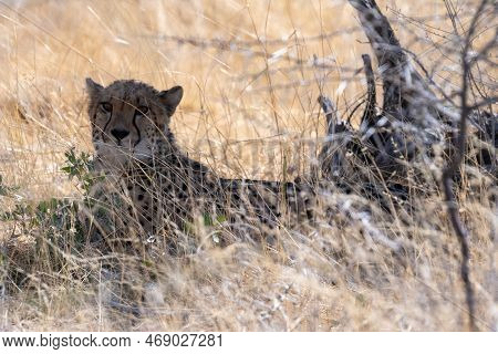 Telephoto Show Of A Cheeta Hiding In The Bushes In Etosha National Park, Namibia.