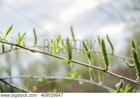 Risen Blooming Inflorescences Male Flowering Catkin Or Ament On A Salix Alba White Willow In Early S