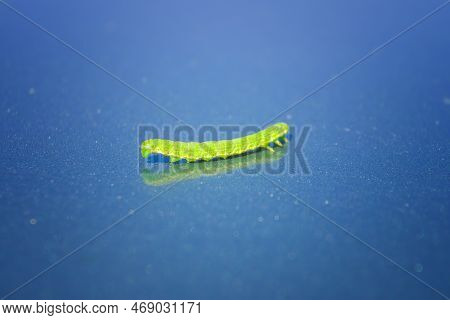 Green Geometrid Caterpillar Looper Or Inchworm Crawling Forward In Characteristic Looping Movement C