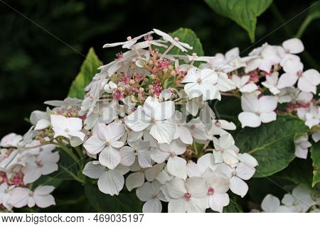 Lacecap Hydrangea Macrophylla Flowers With Pink Inner Florets And White Outer Florets With A Blurred