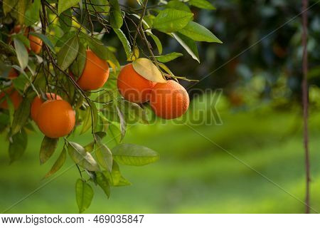 Orange Garden And Ripe Oranges On Tree Branches.