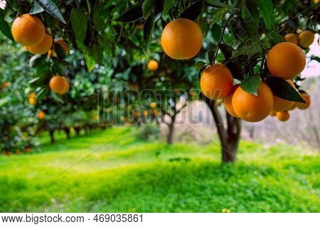 Orange Garden And Ripe Oranges On Tree Branches.
