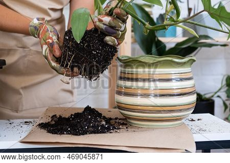 Transplanting A Home Plant Philodendron Into A New Pot. A Woman Plants A Stalk With Roots In A New S