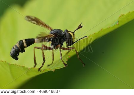 Natural Closeup On The Odd Looking Waisted Beegrabber Fly, Physocephala Rufipes Hanging
