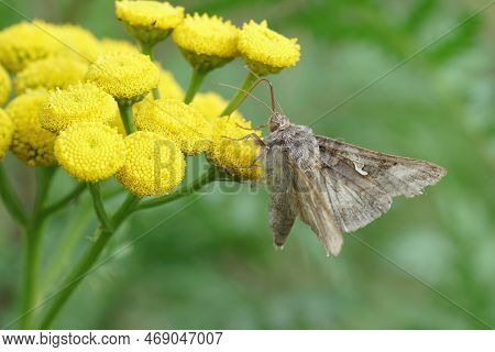 Natural Close Up Of The Brown Silver-y Moth, Autographa Gamma Drinking Nectar From A Yellow Tansy Fl