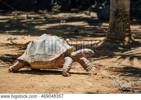 Aldabra Giant Tortoise Endemic Species - One Of The Largest Tortoises In The World In The Zoo Nature