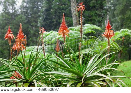 Growing Aloe Vera Plants. Stems With Blooming Red Flowers. Farming At Tropical Plantation In Indones